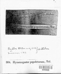 Hymenogaster populetorum image